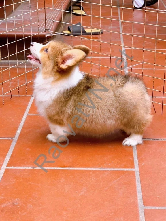 Chó Corgi bảo hành thuần chủng