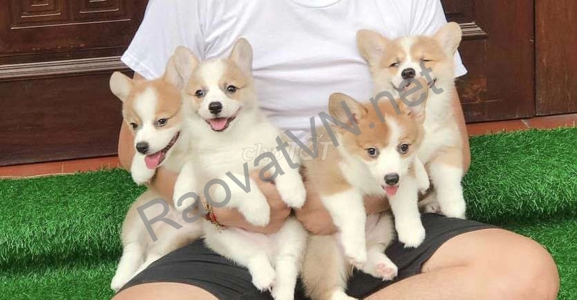 Chó Corgi bảo hành thuần chủng