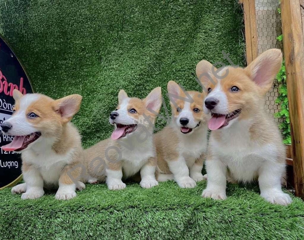 Chó Corgi bảo hành thuần chủng