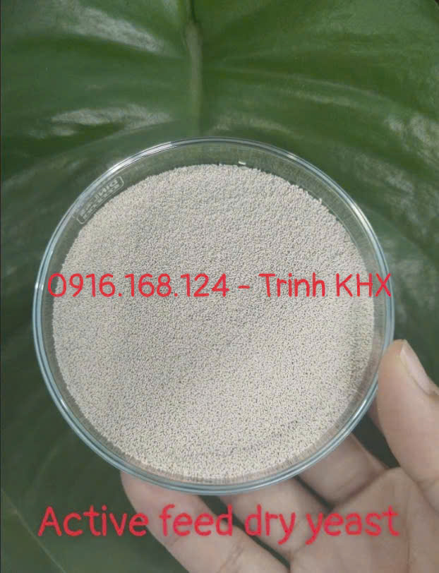ACTIVE FEED FRY YEAST – Nấm men đậm đặc 20 tỷ CFU/g